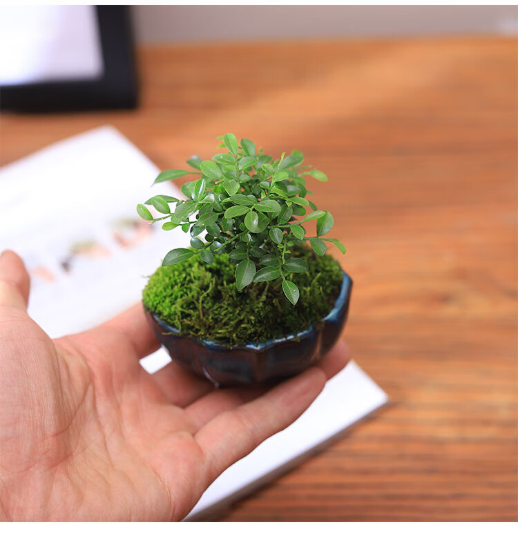 九里香迷你盆栽小型盆景可爱易活小叶微型植物花卉办公室桌面绿植 蓝