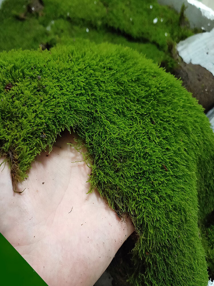 青苔苔藓植物鲜活假山水陆雨林缸盆景造景铺面diy白发藓鲜活大灰藓
