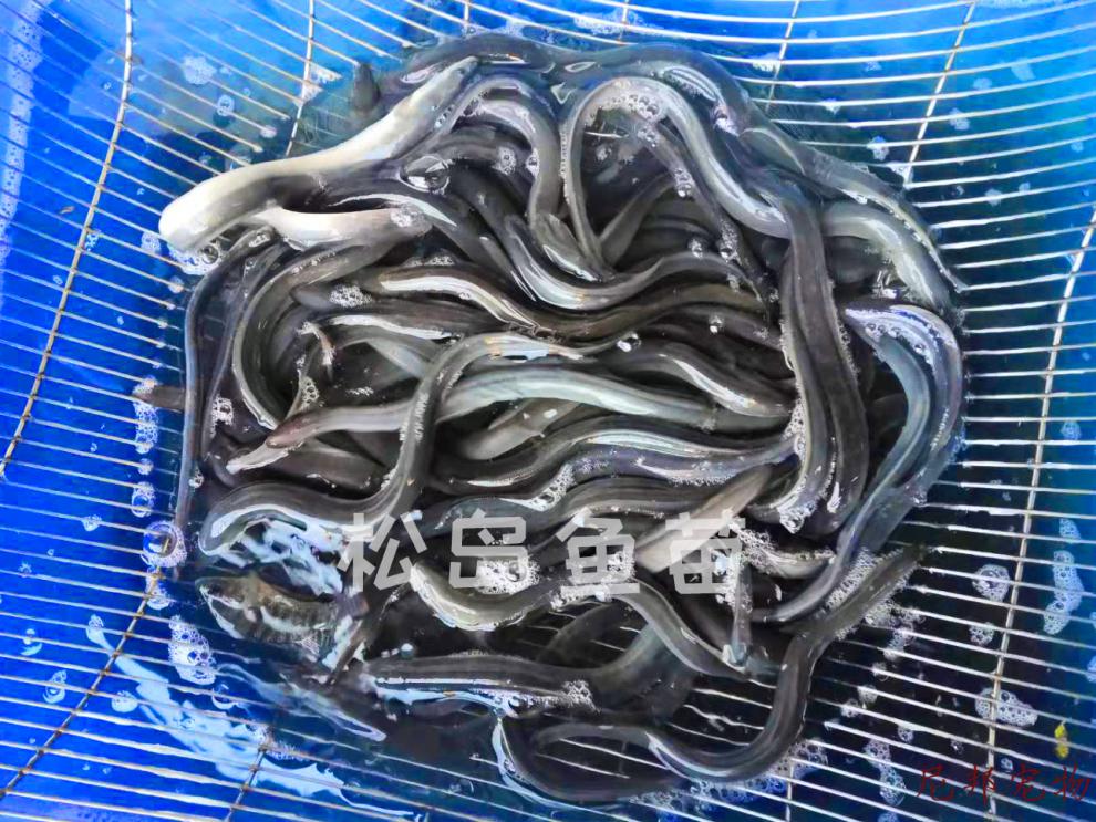 养殖鳗鱼图片及名称