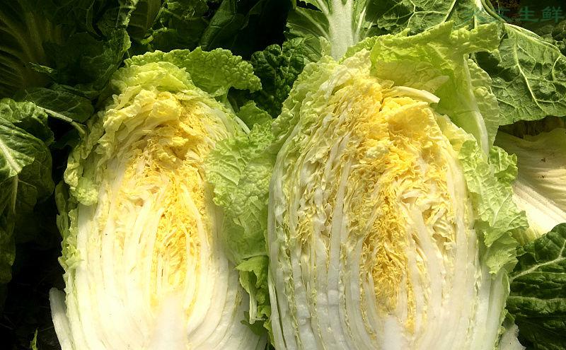 膠州大白菜2021新鮮膠州大白菜山東大白菜火鍋食材蔬菜可做辣白菜酸菜