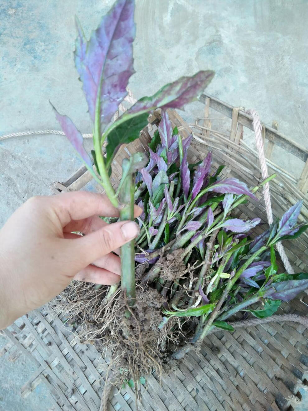 紫背菜种苗20株紫背天葵苗血皮菜蔬菜苗 皮菜蔬菜苗【图片 价格 品牌