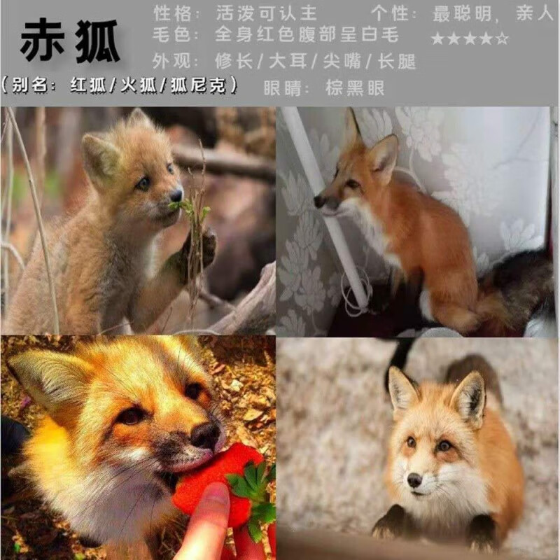 Chong Yimo Fox Live Animal Snow Fox Breeds Domestic Cute Panda Fox Orange