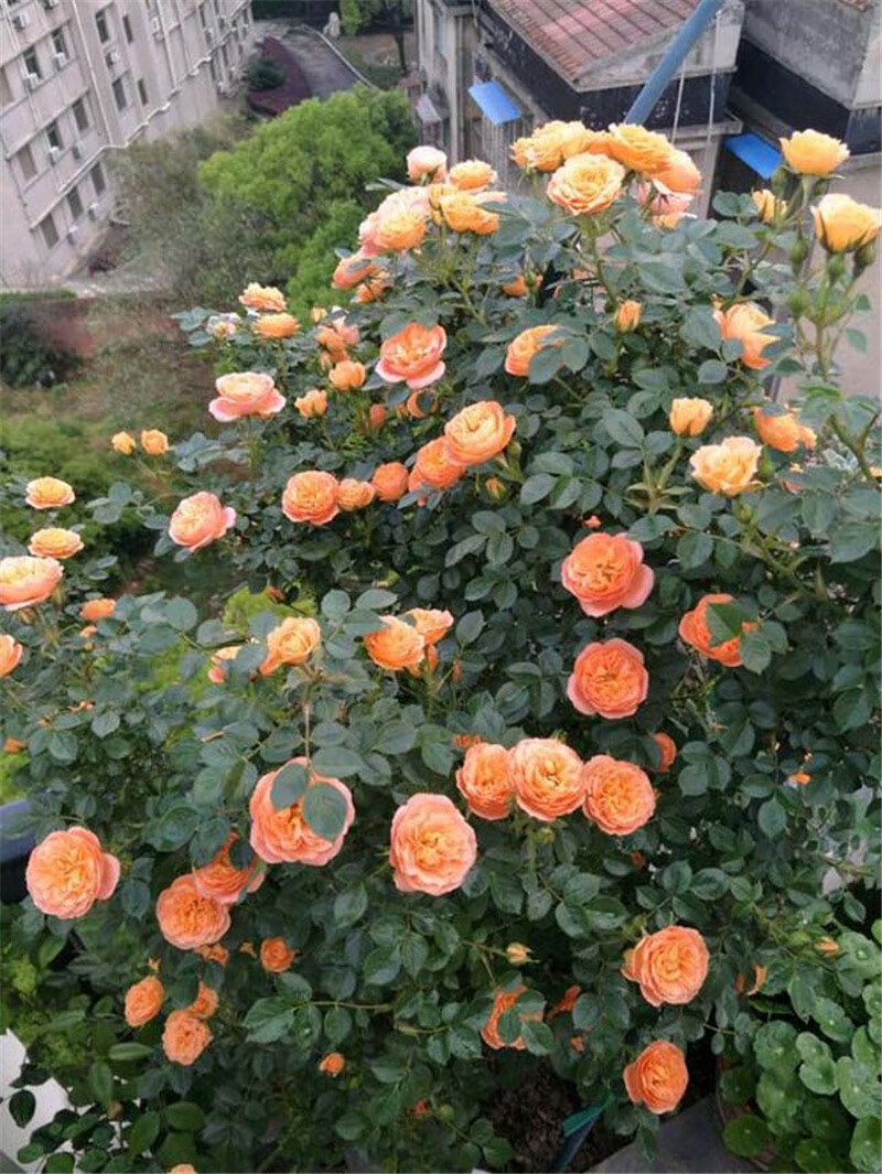 藤本月季 爬藤爬墙攀援庭院植物盆栽多季开花花期带花苞发货 甜梦【1