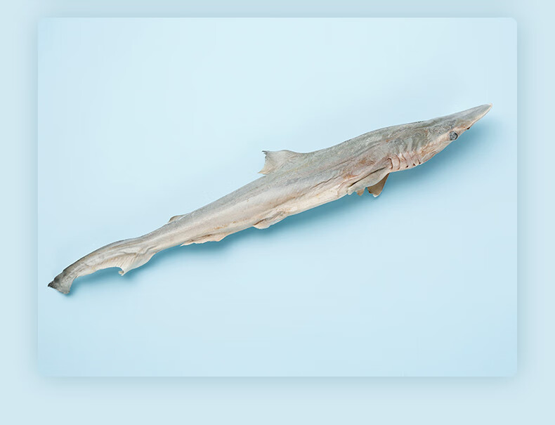 冻干小鲨鱼肉干鲨鱼软骨宠物零食狗狗磨牙棒鲨鱼皮干货整支冻干 冻干