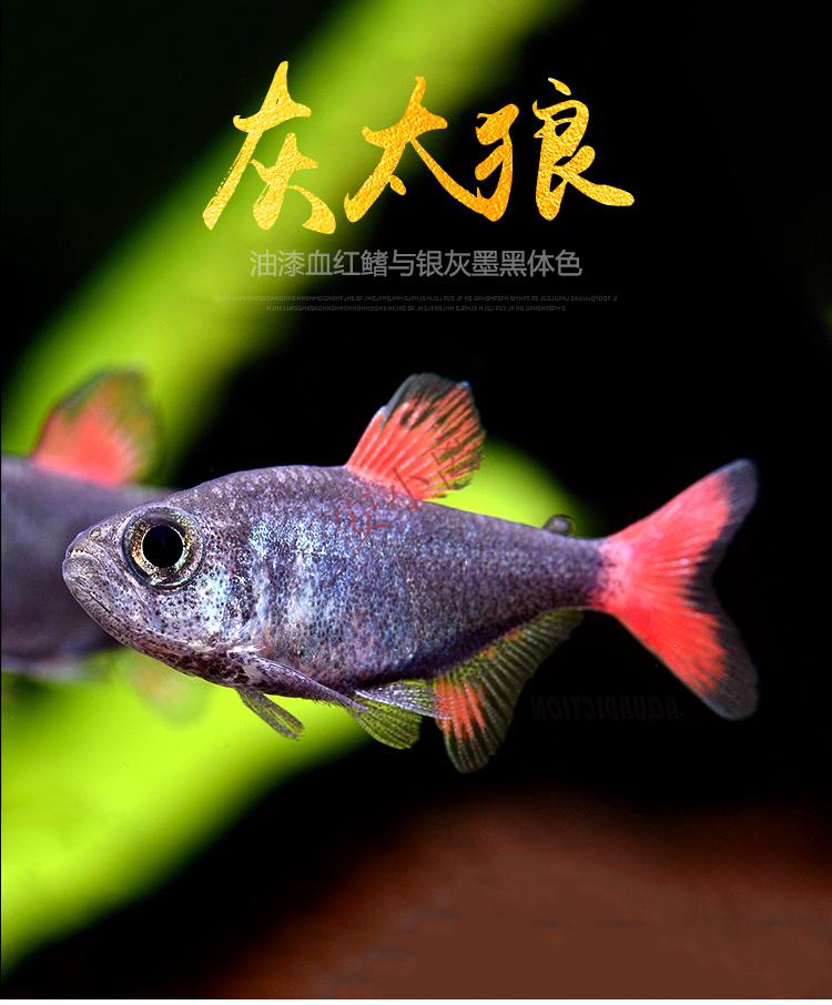 【安小离】灰太狼灯鱼黑丝绒红扯旗红太狼南美高端小型灯科鱼热带观赏