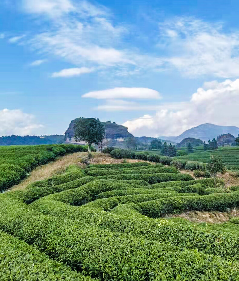 5折肉桂岩茶乌龙茶燕子窠肉桂茶武夷山岩茶礼盒装100g