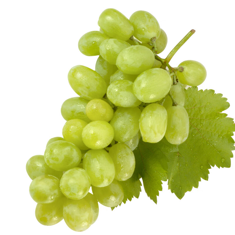 无核白葡萄新鲜水果现摘现发青提子无籽马奶提子半斤 200克装