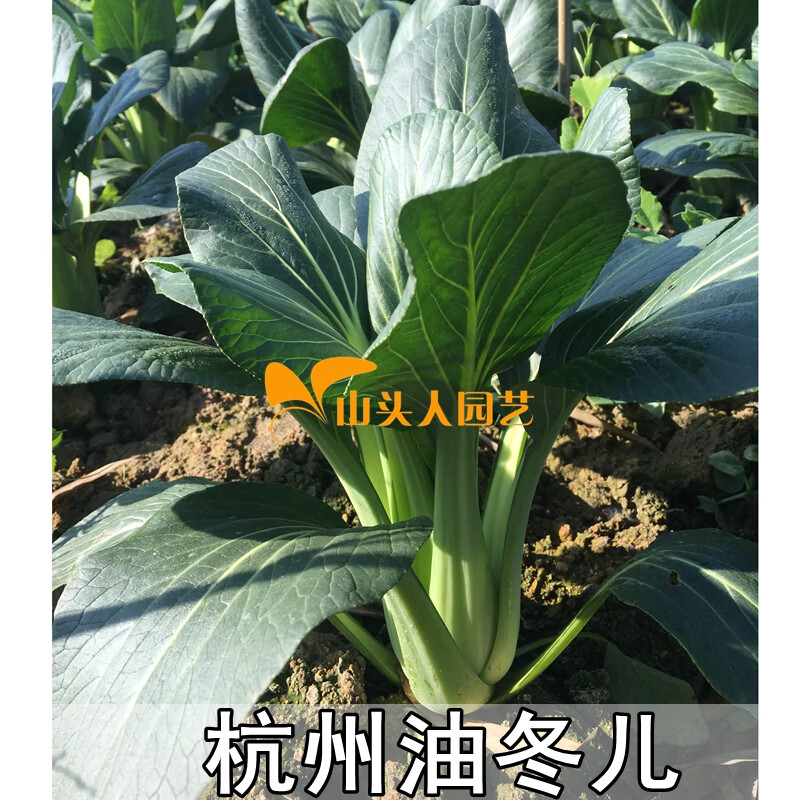 油冬兒種子杭州油冬菜小青菜籽秋播蔬菜籽陽臺種菜家庭盆栽20克原包裝