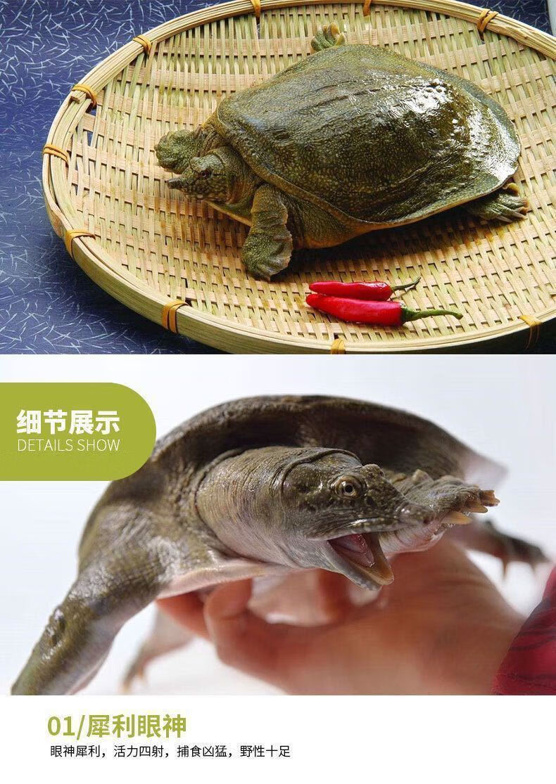 甲魚活體團魚茭白田生海鮮活水特產王八中華鱉黃沙鱉公甲魚2825斤