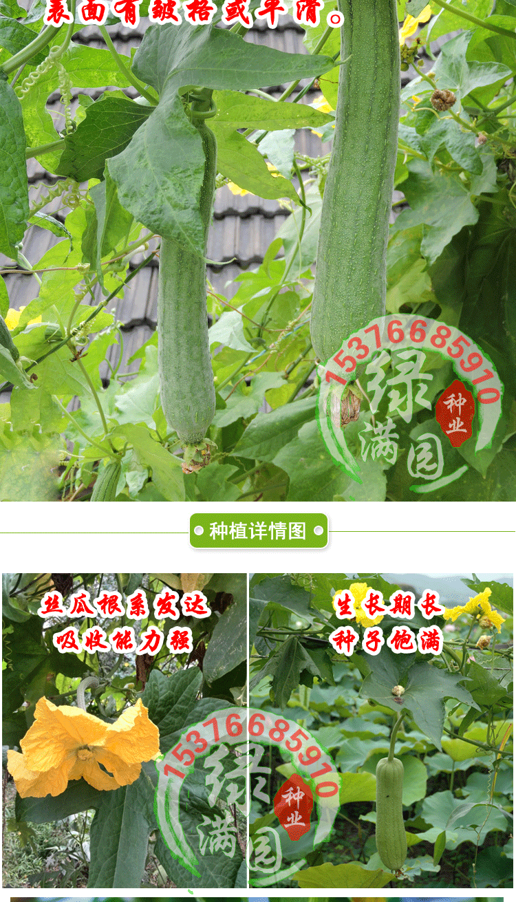 大肉丝瓜种子 蔬菜圆丝瓜种子 春季夏季秋季无棱短丝瓜种子蔬菜籽 大