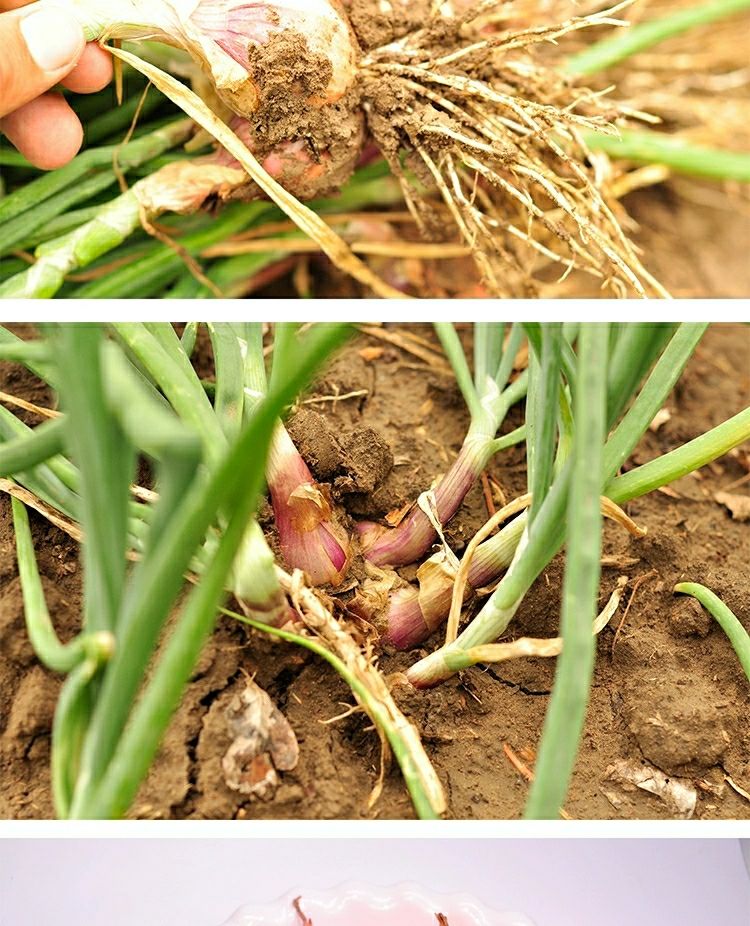 农家现挖正宗东北特产新鲜小毛葱鬼子葱红葱头洋葱蔬菜批发5斤家庭装