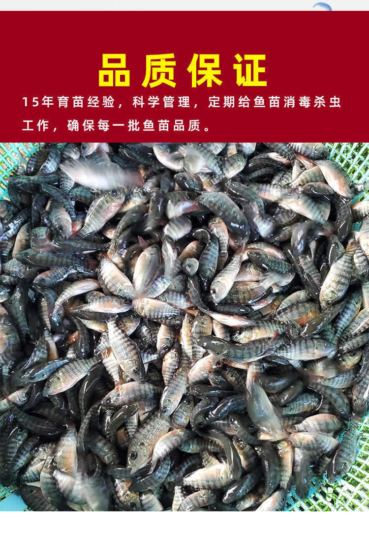 秋颖 特大种罗非鱼苗脆肉批耐寒发淡水养殖耐寒新吉富罗飞福寿非洲