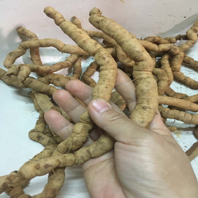 德庆新鲜巴戟天生鲜特级500g男性煲汤泡酒料中药材风流果锁阳玛卡