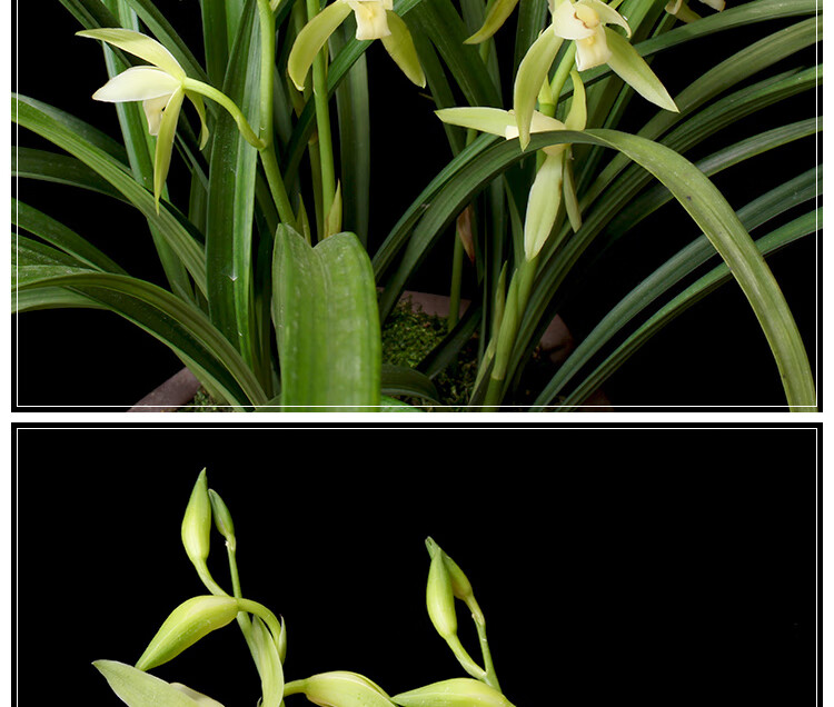 兰花苗带花苞建兰天香素浓香型盆栽观花植物室内四季好养名贵花卉