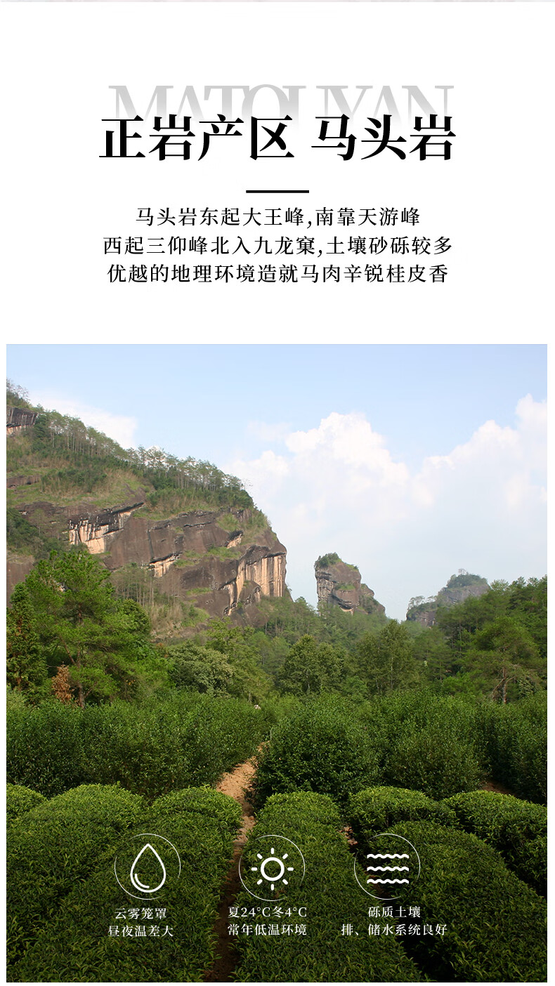 5折 马头岩肉桂茶大红袍茶叶礼盒装定制武夷岩茶燕子窠礼【图片 价格