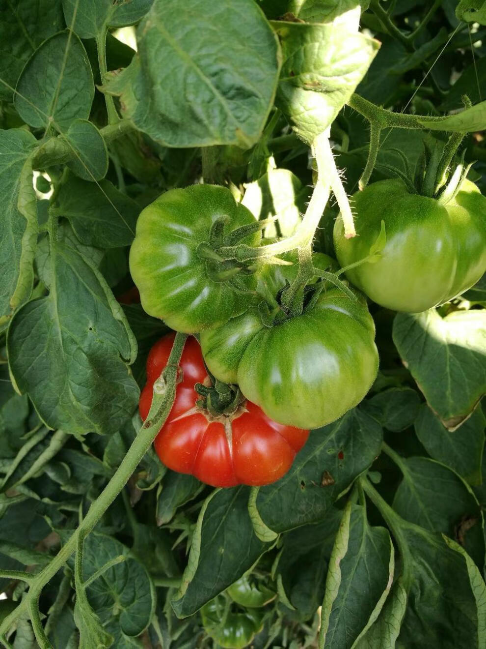 潮汕自然熟马蹄番茄西红柿新鲜生吃露天孕妇宝宝农家水果蔬菜 5斤(兼
