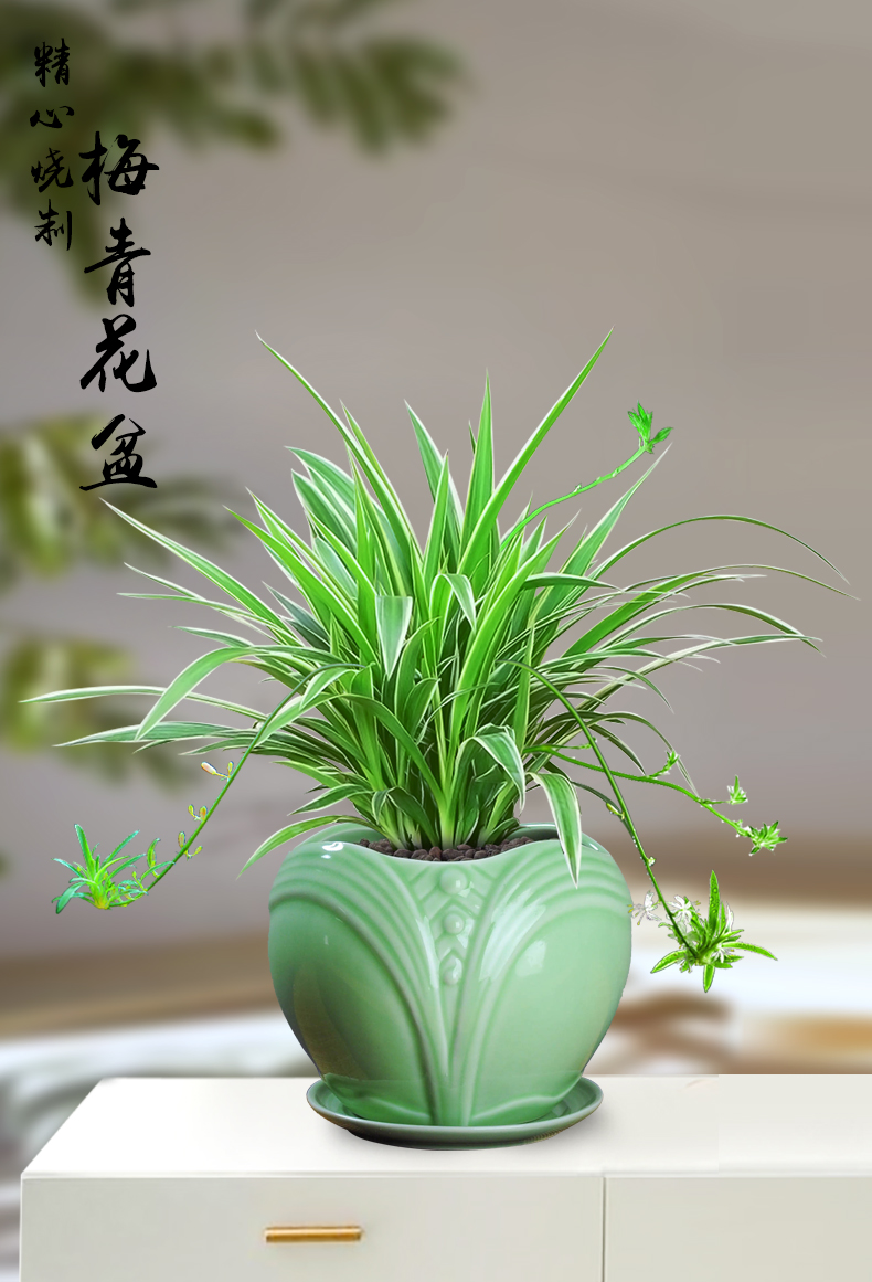 吊兰金边吊兰盆栽垂吊植物室内客厅办公室桌面小盆景四季常青好养绿植