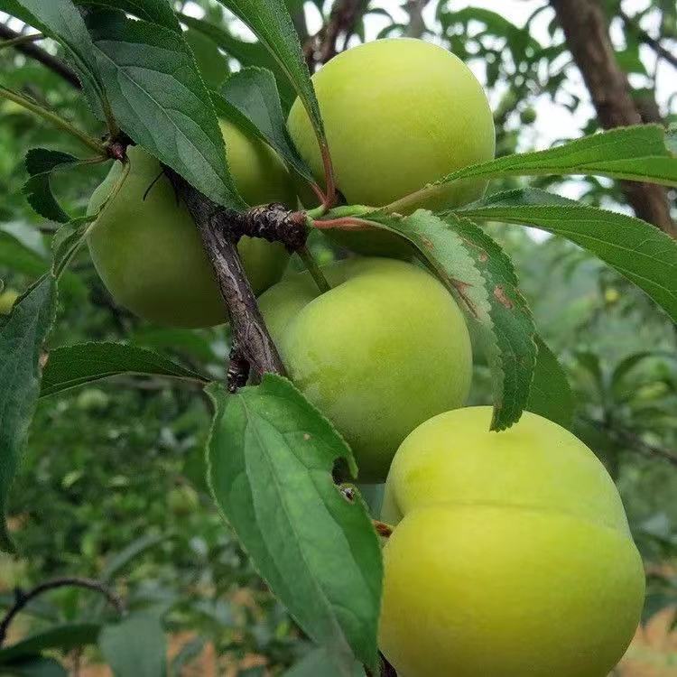 四川泸州赤水河大果李子金凤李子新鲜水果黄光李子孕妇李子3/5斤装