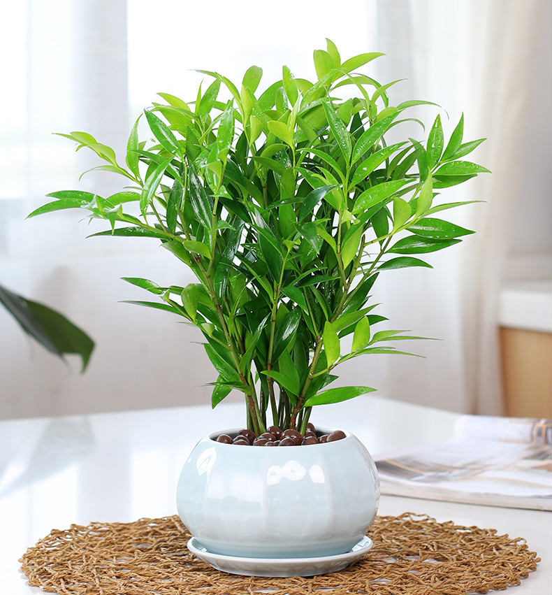 拓赛竹柏盆栽植物大树苗室内花卉绿植水培小盆景z6清香木大竹柏各一盆