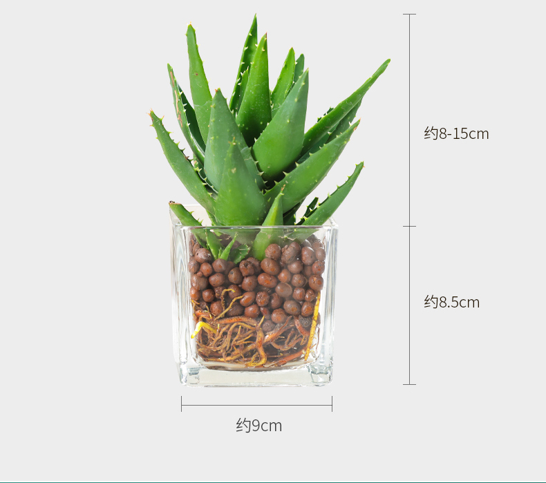 盆栽室內桌面辦公室綠植好養水培植物清新空氣紅掌小方形玻璃杯含盆