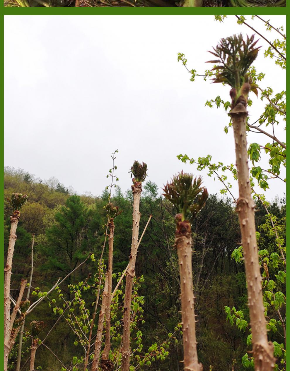 东北刺嫩芽苗树苗带跟刺老芽苗子刺老包苗刺龙芽乌龙头苗山野菜苗德资