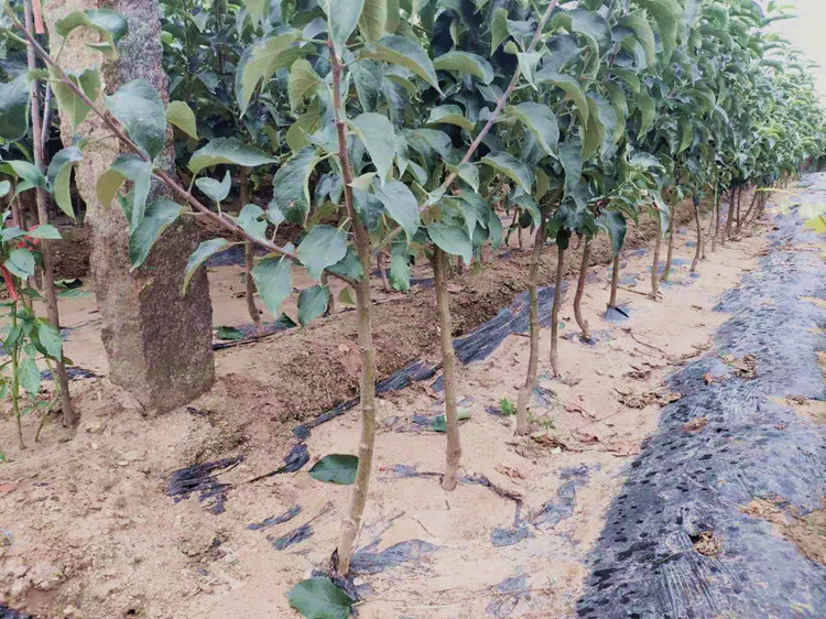 冰糖心苹果树苗红富士苹果苗红肉苹果庭院种植盆栽苹果苗当年结果十年