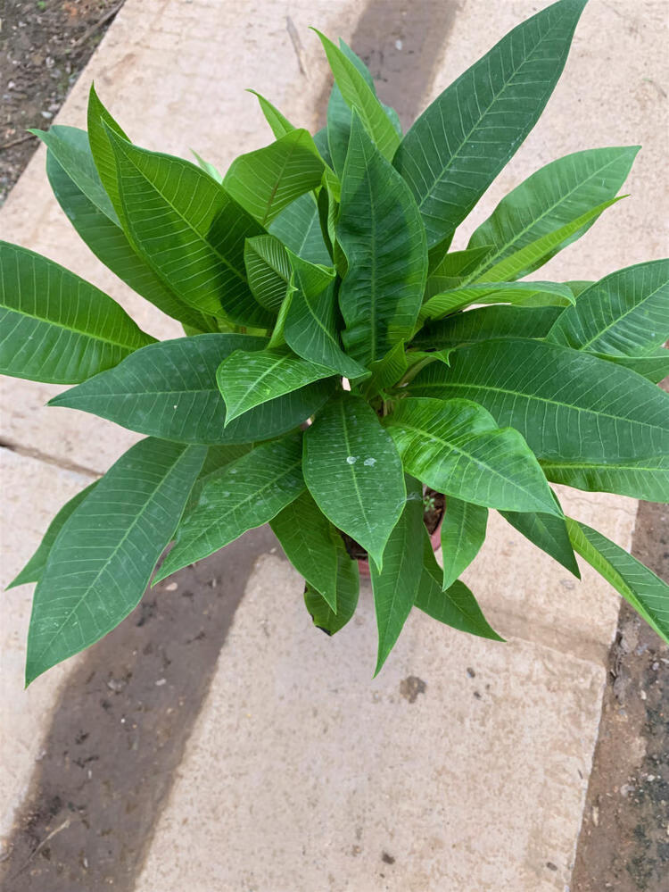 鸡蛋花苗精品盆栽花卉鸡蛋花树苗名贵珍品庭院植物易成活虎雀aa白黄色