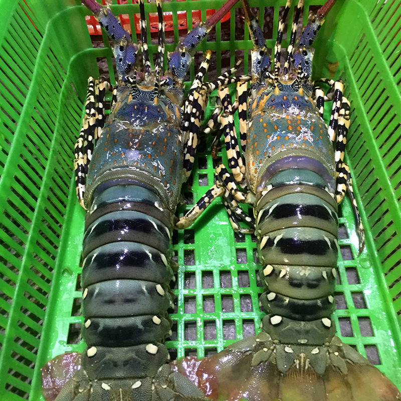 花龙虾鲜活生冻大龙虾海捕青龙虾波士顿龙虾新鲜速冻龙虾620g