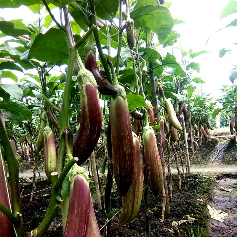 云南冰川茄子新鲜蔬名菜脆皮糯花茄特色餐厅酒店食材2500g