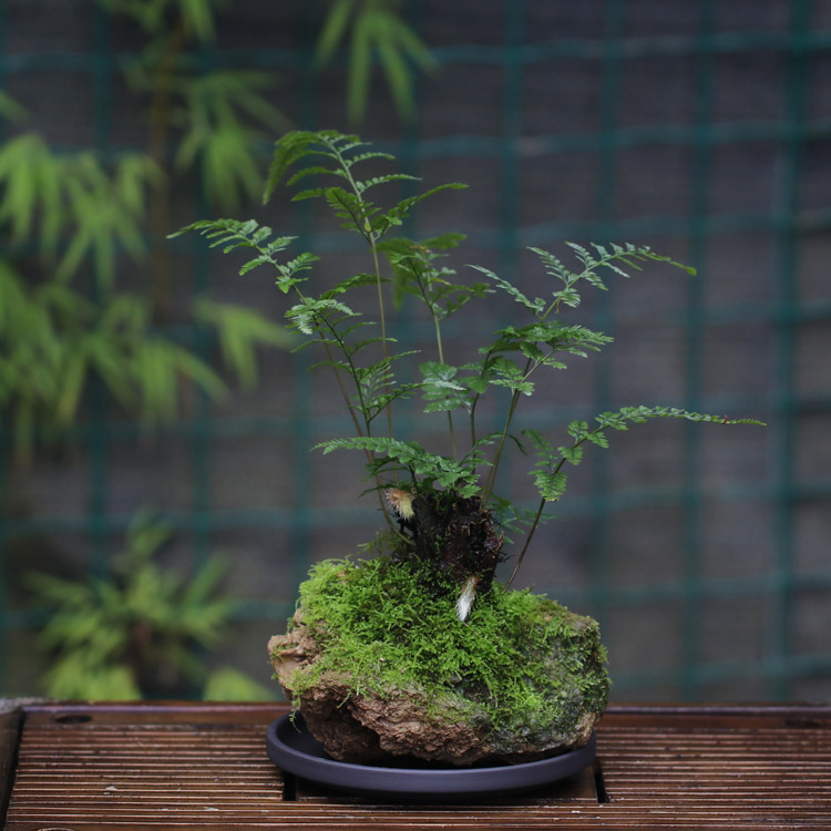 天然吸水石山野雅居蕨类吸水石盆景微景观狼尾蕨盆栽适合办公室家居