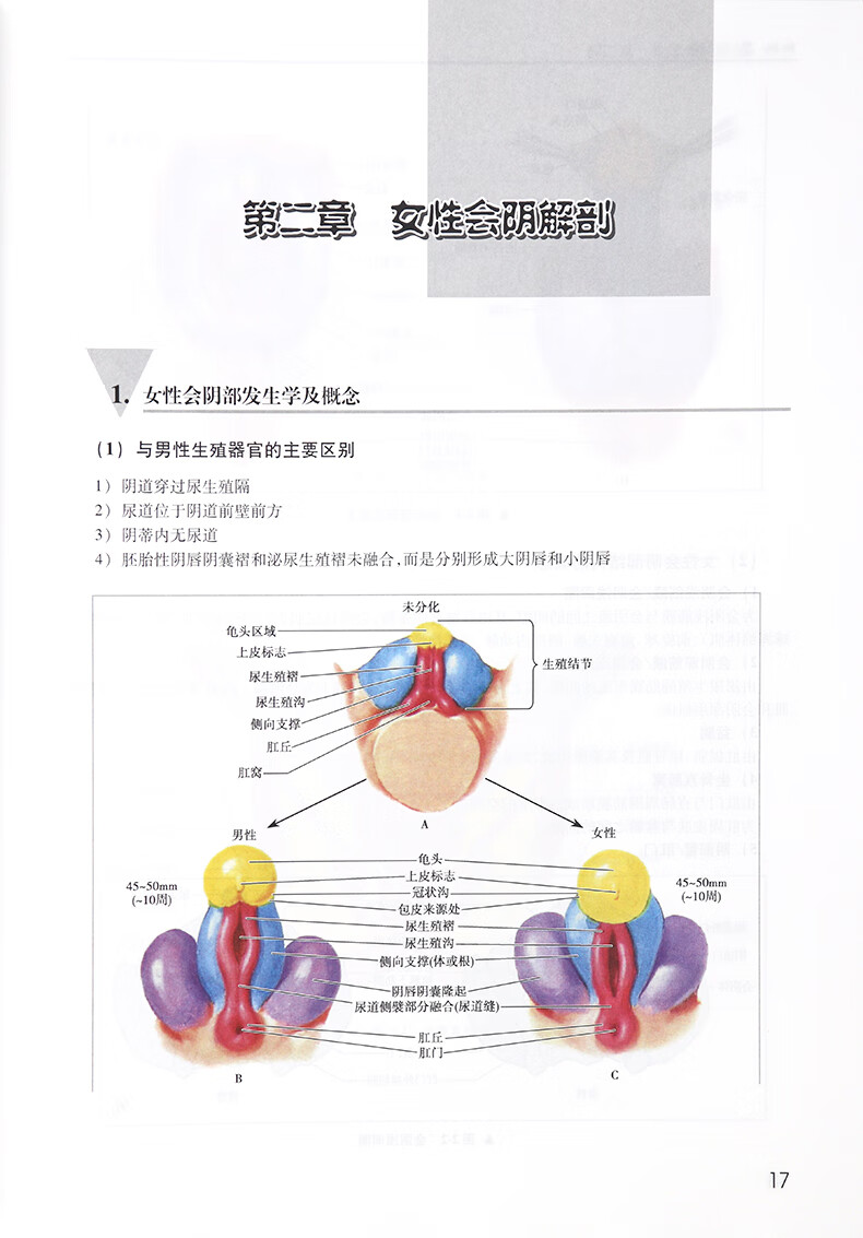 女性私密整形书4本女性生殖器整形美容女性生殖器整形学女性外阴整形