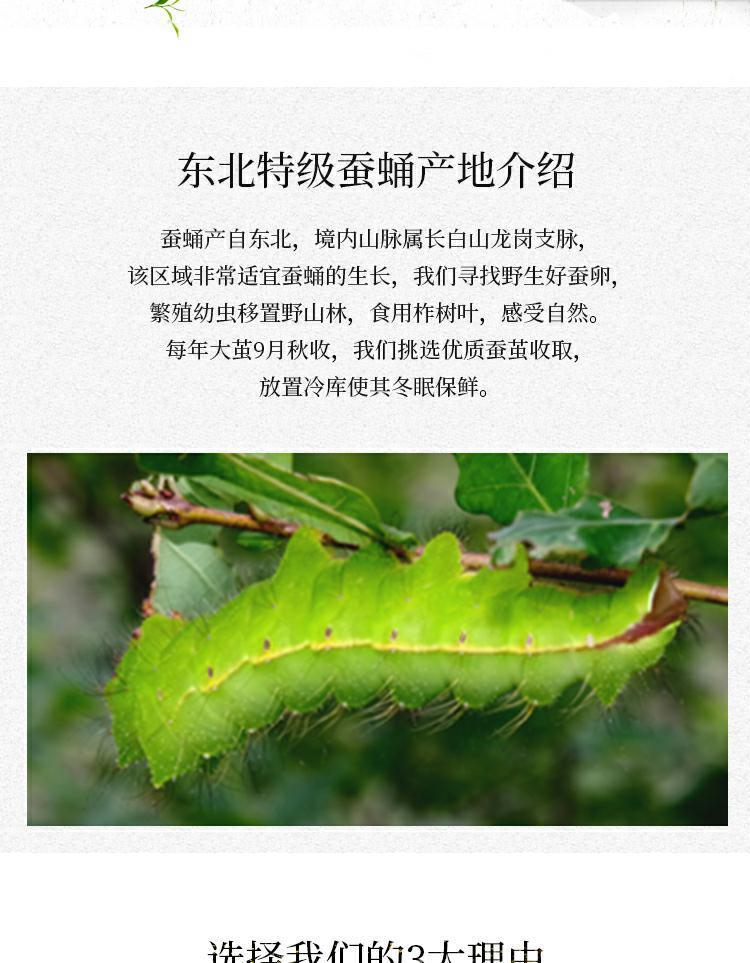 东北特产蚕蛹大茧蛹黄蚕蛹蝉蛹活蚕蛹活体蚕蛹柞蚕蛹黑蛹34厘米1斤