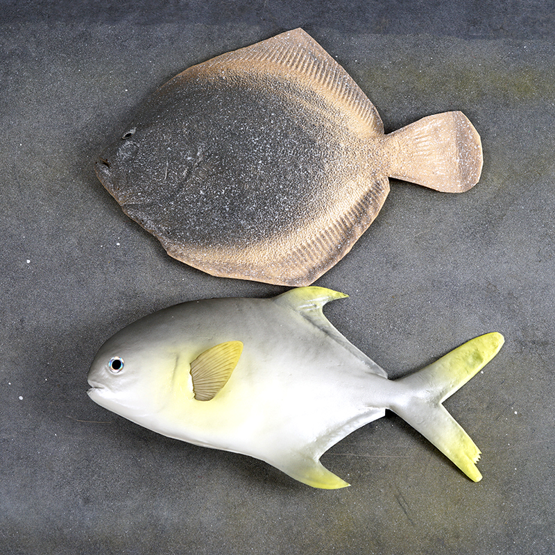 仿真鱼模型仿真假热带鱼模型鲤鱼淡水鱼龙虾道具螃蟹海鲜动物玩具摄影