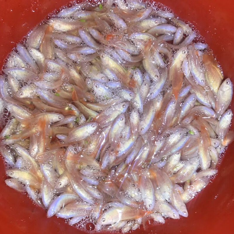 白化红叉2-3cm买5送1共6条