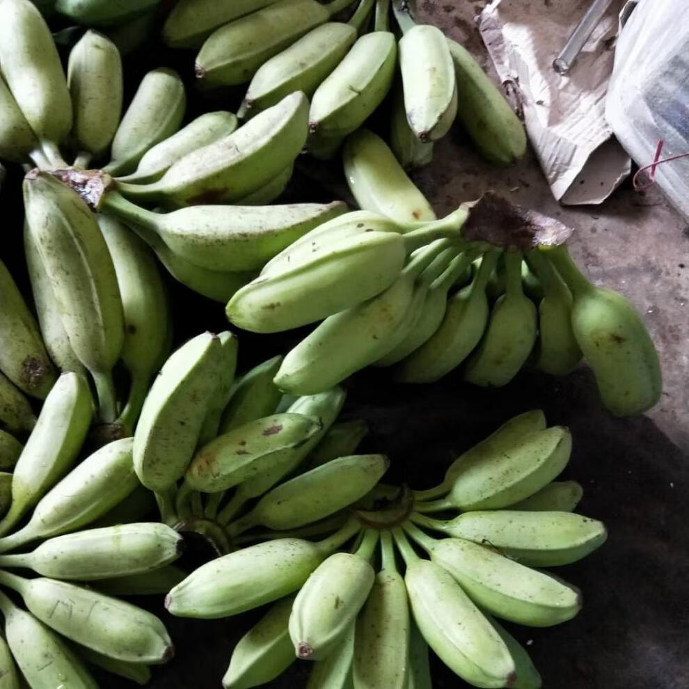 广西大芭蕉 牛角蕉 牛蕉 新鲜采摘青蕉发货 5斤芭蕉【图片 价格 品牌