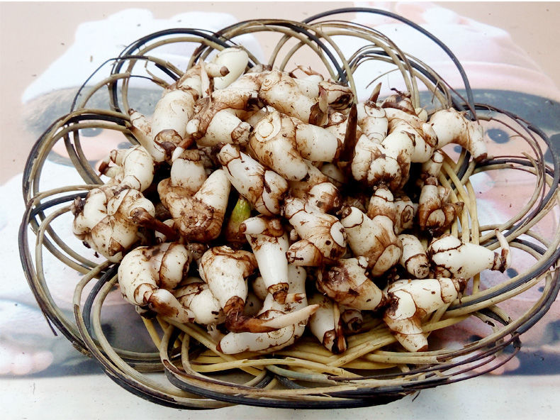 贵州新鲜白芨中药材旱紫花糯小白及500g可做面膜