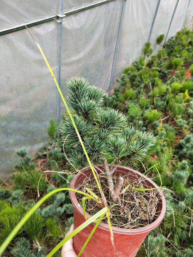 精品日本大阪松小苗五针松盆景树桩造型短针嫁接苗那须娘松树黑松