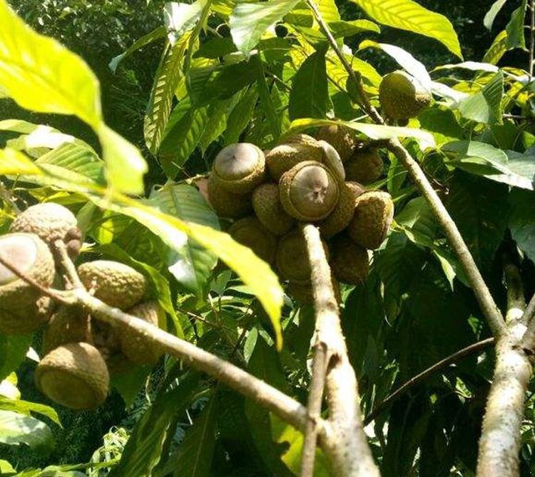 风流果子大果天竺粒广西益肾子配阴阳子双肾子泡酒风流果阴阳子双肾子