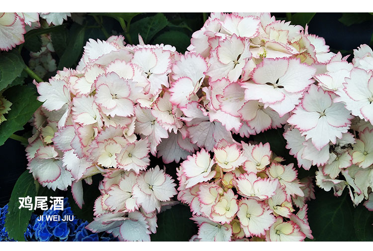 万华镜纱织小姐惠子摇摆乐太阳神殿卡米拉艾薇塔大花绣球八仙花艾薇塔