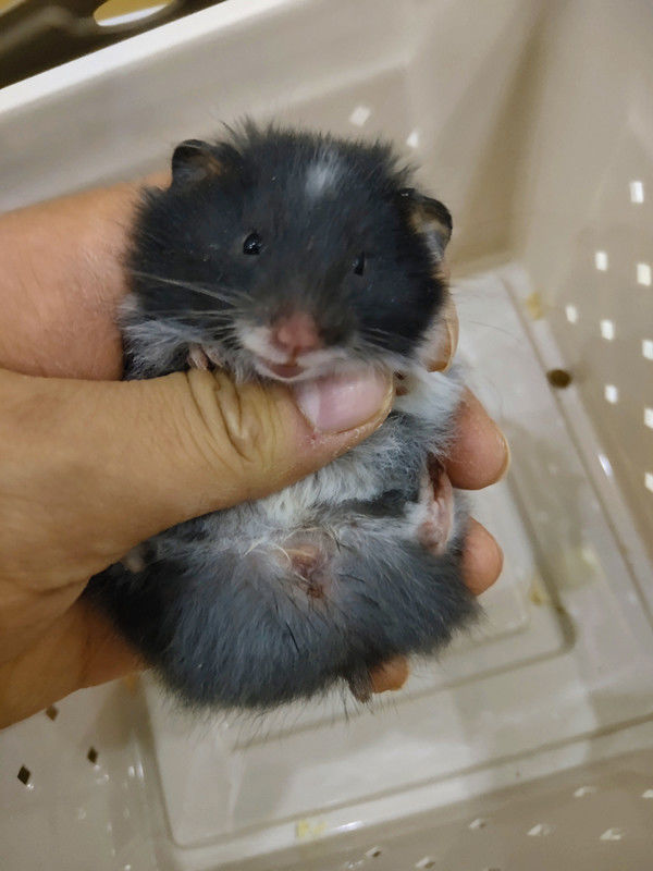 kjhgf纯银杂银长毛金丝熊宝宝金丝熊活物宠物 长毛肉桂假面