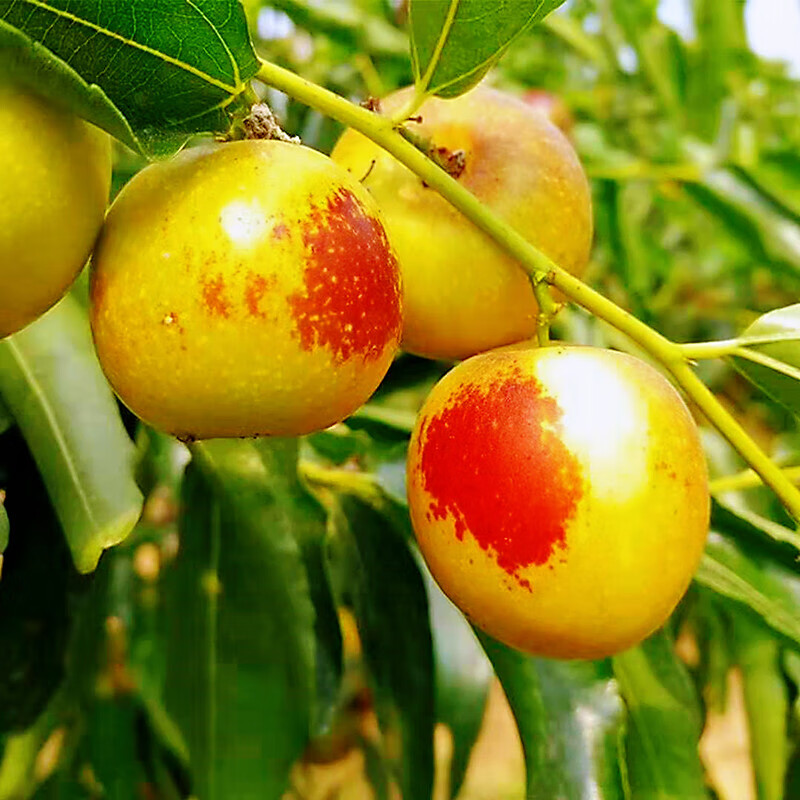 山西运城冬枣新鲜特级应季水果大果现货5斤精品大枣送礼孕妇枣子 5斤