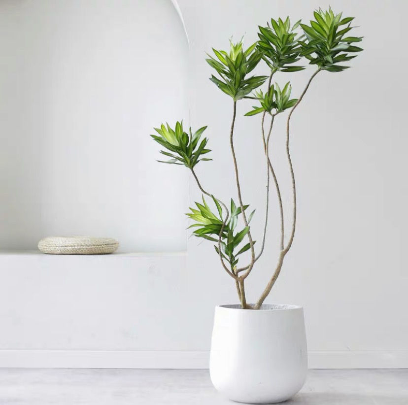 造型百合竹大型盆栽龙血树室内客厅北欧风网红绿植净化空气大植物白