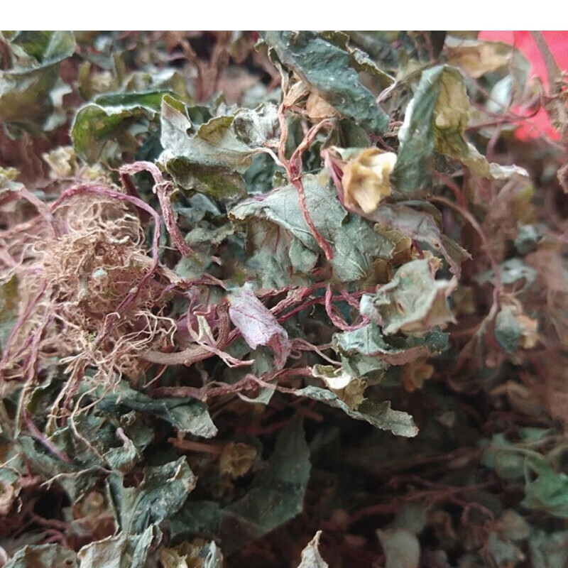 福建新晒野生风柜斗草干品正宗风鼓草风谷草风骨草槠头红干品福建新晒
