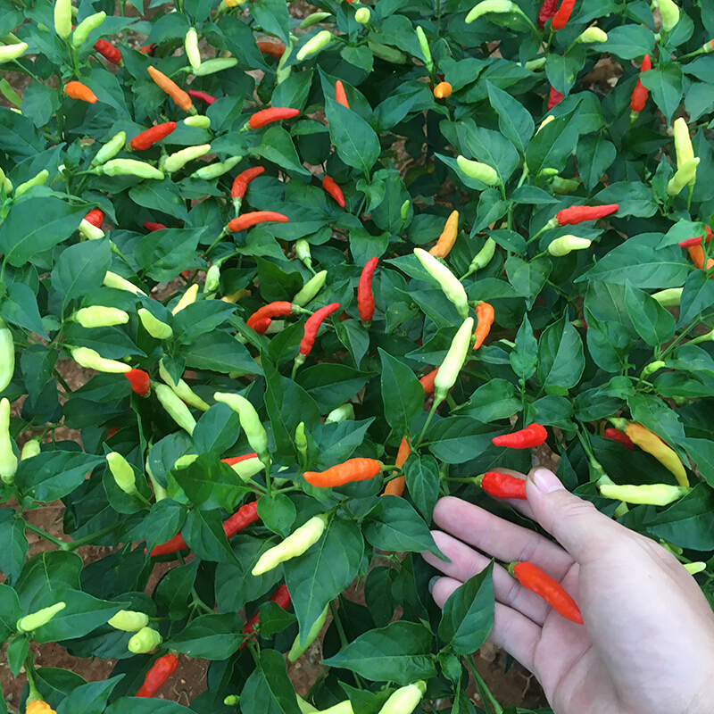 500g江西赣州农家小米椒辣椒干辣特辣红赣南土特产朝天椒