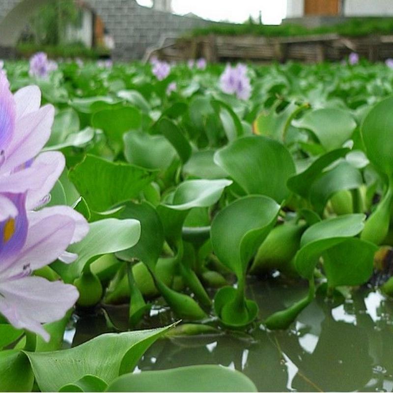 葫芦养龟鱼虾水芙蓉水面漂浮水生植物鱼缸四季净化水质嘉瑰水葫芦5棵