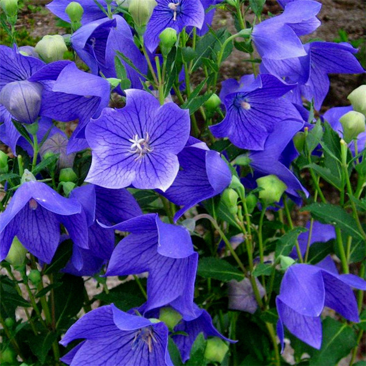 花玲珑 铃铛花种子桔梗花海蓝色气球花籽四季易种植的阳台绿植盆栽