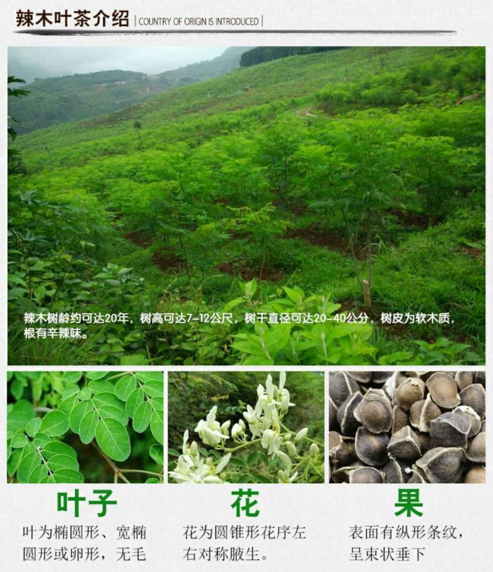 亏本卖3天辣木茶辣木茶嫩叶茶辣木籽茶辣木茶500g250g100g50g九九和仁