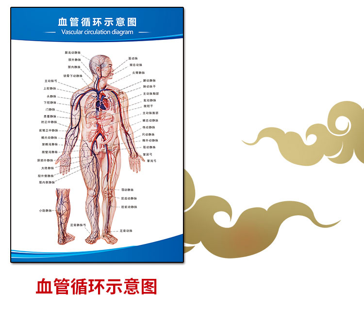 定製人體骨骼掛圖人體肌肉解剖圖掛圖內臟結構圖全身器官分佈十二經絡