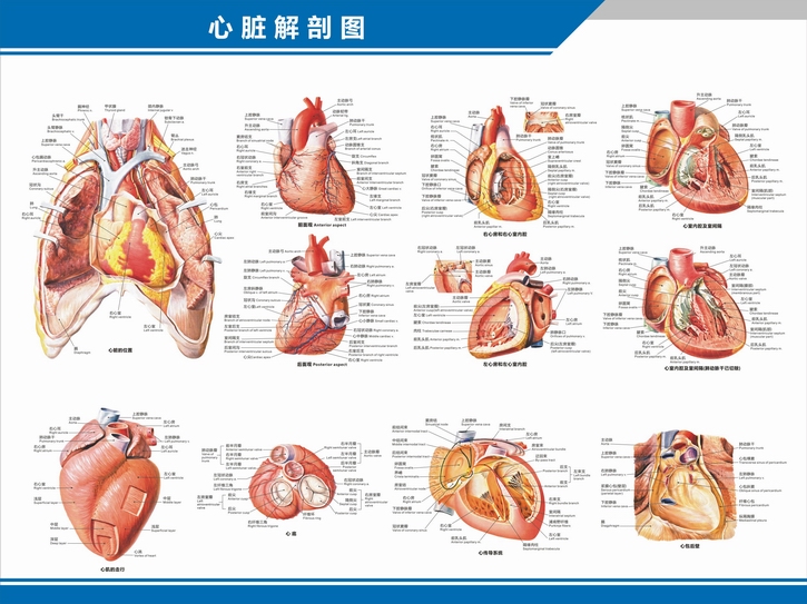 心臟結構示意圖心臟解剖圖結構圖構造圖示意圖心血管內科中英文醫院