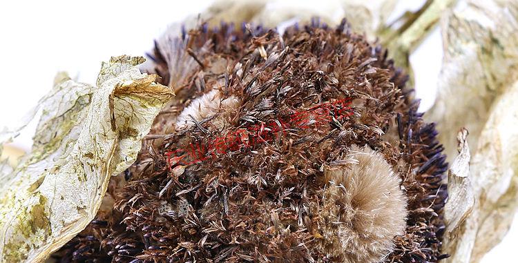 新疆天山雪莲花4500米雪莲干花中原材男性滋补泡酒茶料【图片 价格